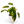 Variegated Philodendron ‘Emerald King’