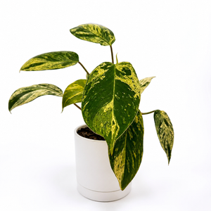Variegated Philodendron ‘Emerald King’