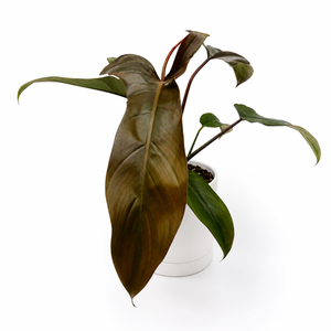Philodendron ‘Florida Bronze’