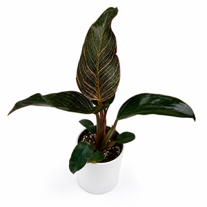 Philodendron Birkin 'Pink'
