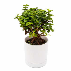 Portulacaria Afra ‘Mini Jade Bonsai’
