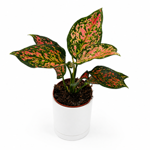 Aglaonema ‘Katrina’