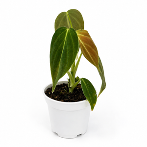Philodendron ‘Splendid’