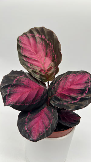 Calathea ‘Purple Rose’