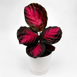 Calathea ‘Purple Rose’