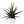 Sansevieria ‘Tiger Crown’