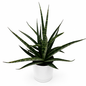 Sansevieria ‘Tiger Crown’
