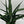 Sansevieria ‘Tiger Crown’