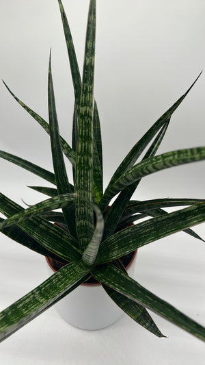 Sansevieria ‘Tiger Crown’