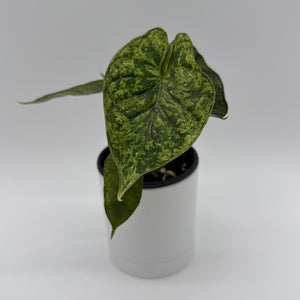 Variegated Alocasia Baginda Dragon Scale Mint