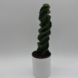 Spiralis Spiral Cactus