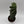 Spiralis Spiral Cactus