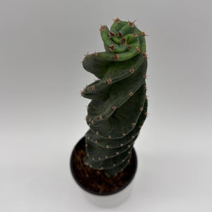 Spiralis Spiral Cactus