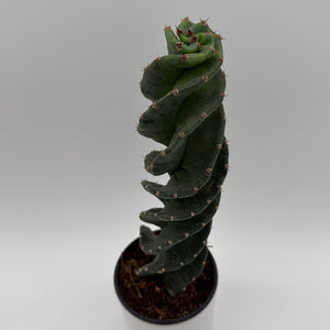 Spiralis Spiral Cactus