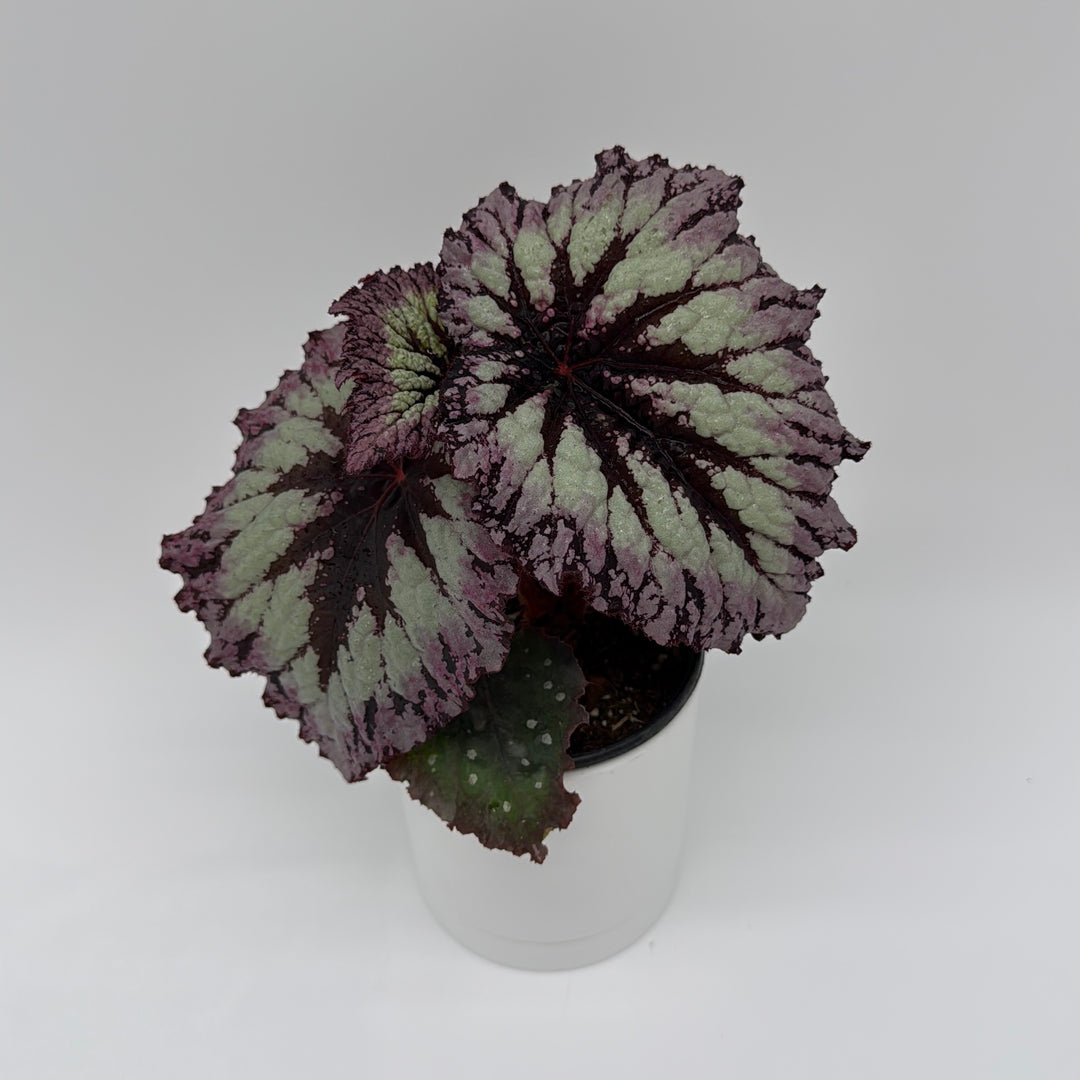 Runo Plants | Begonia Fireworks Plant Care Guide – RUNOPLANTS