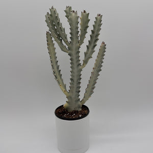 Euphorbia Dragon Bone