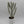 Euphorbia Dragon Bone