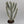 Euphorbia Dragon Bone