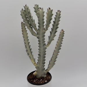 Euphorbia Dragon Bone