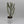 Euphorbia Dragon Bone