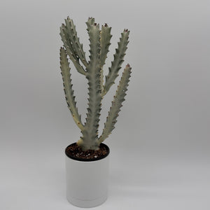 Euphorbia Dragon Bone