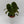 Philodendron El Choco Red