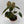 Philodendron El Choco Red