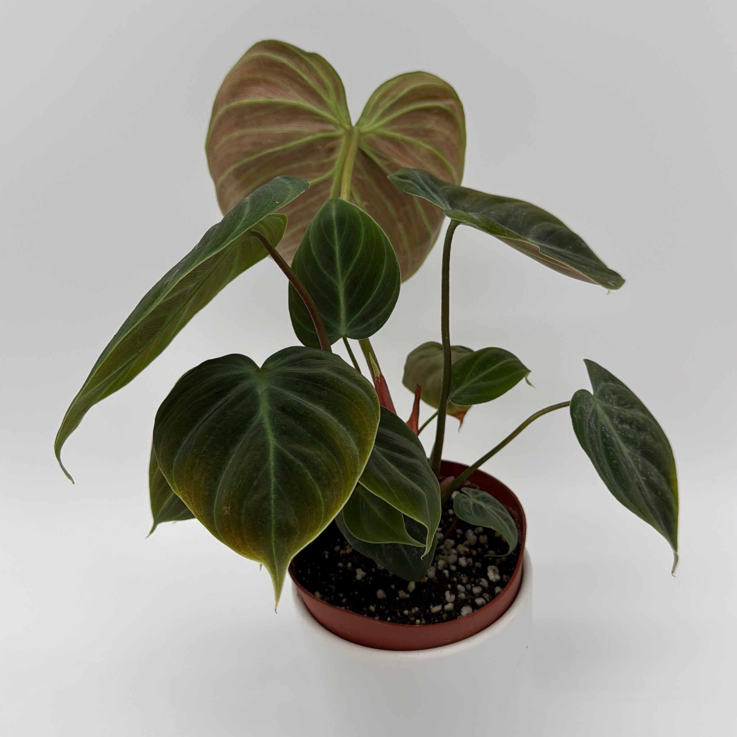 el choco red philodendron Runo Plants | Rare & Collectors' Plants