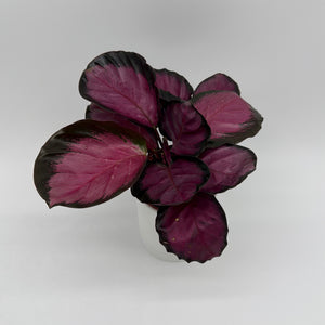 Calathea Pink Star Rosy