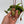 Nepenthes Gaya (Tropical Pitcher Plant)