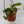 Nepenthes Gaya (Tropical Pitcher Plant)