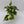 Philodendron Rio