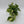 Philodendron Rio