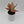 Aglaonema Pink Zircon