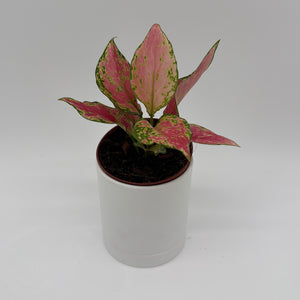 Aglaonema Pink Zircon