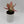 Aglaonema Pink Zircon