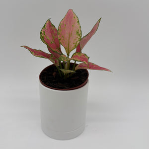 Aglaonema Pink Zircon