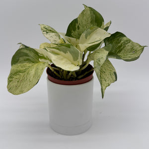 Pothos Manjula