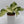 Pothos Manjula