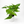 Pothos 'Jessenia'