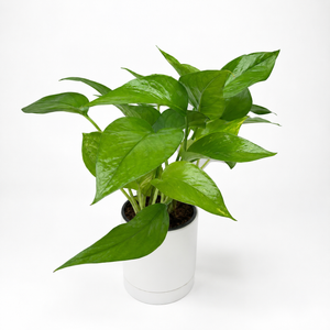 Pothos 'Jessenia'