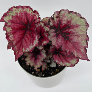 Begonia Exotica 'Raspberry'