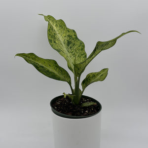 Variegated Dieffenbachia 'Maui Wowie'