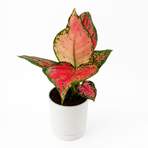 Aglaonema Lady Valentine