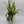 Fishbone Cactus
