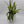 Fishbone Cactus
