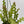 Fishbone Cactus