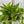 Pothos 'Sao Paulo'