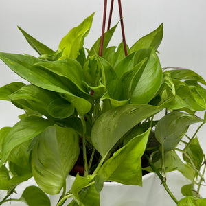 Pothos 'Sao Paulo'
