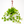 Pothos 'Sao Paulo'